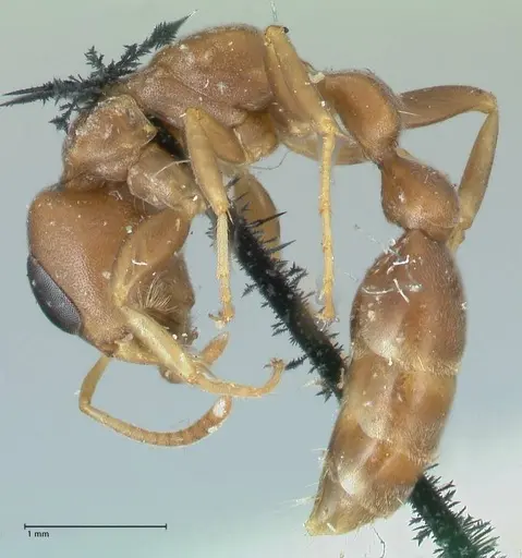 Pseudomyrmex phyllophilus specimen FOCOL1200 image focol1200_3