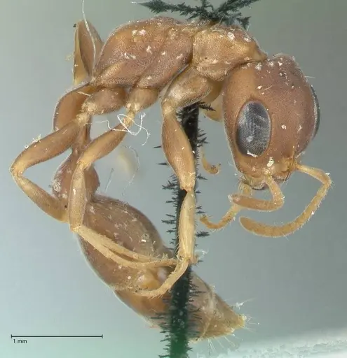 Pseudomyrmex phyllophilus specimen FOCOL1200 image focol1200_4