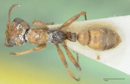 Pseudomyrmex pictus specimen FOCOL1193 image focol1193_1