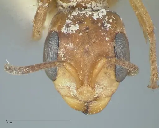 Pseudomyrmex pictus specimen FOCOL1193 image focol1193_2