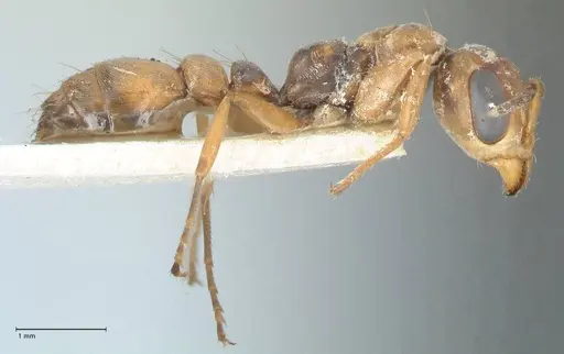 Pseudomyrmex pictus specimen FOCOL1193 image focol1193_4