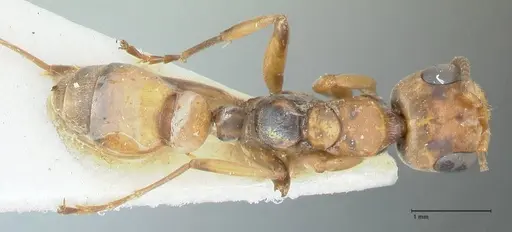 Pseudomyrmex pictus specimen FOCOL1194 image focol1194_1