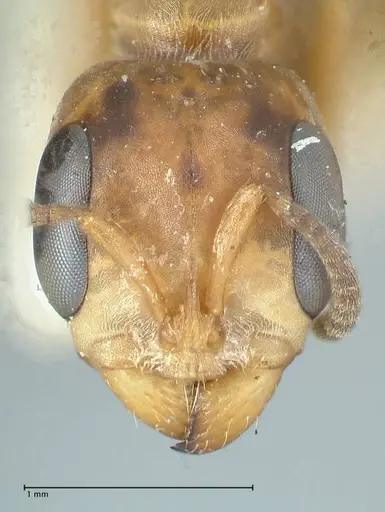 Pseudomyrmex pictus specimen FOCOL1194 image focol1194_2