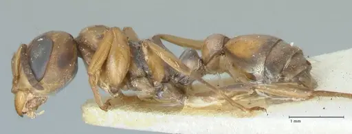Pseudomyrmex pictus specimen FOCOL1194 image focol1194_3
