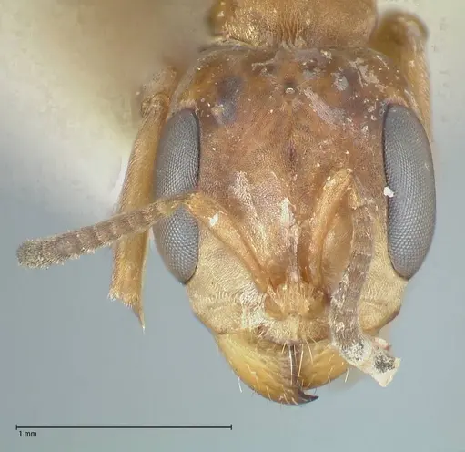 Pseudomyrmex pictus specimen FOCOL1195 image focol1195_2