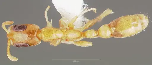 Pseudomyrmex pisinnus specimen CASENT0005876 image casent0005876_1