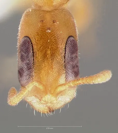 Pseudomyrmex pisinnus specimen CASENT0005876 image casent0005876_2