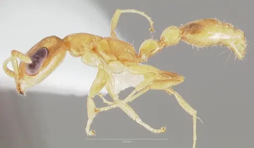 Pseudomyrmex pisinnus specimen CASENT0005876 image casent0005876_3