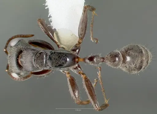 Pseudomyrmex pupa specimen CASENT0005849 image casent0005849_1