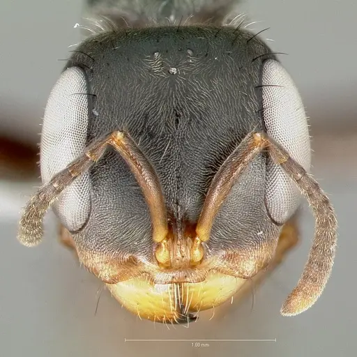 Pseudomyrmex pupa specimen CASENT0005849 image casent0005849_2
