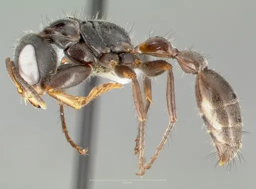 Pseudomyrmex pupa specimen CASENT0005849 image casent0005849_3