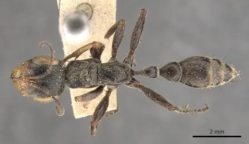 Pseudomyrmex pupa specimen CASENT0907481 image casent0907481_1
