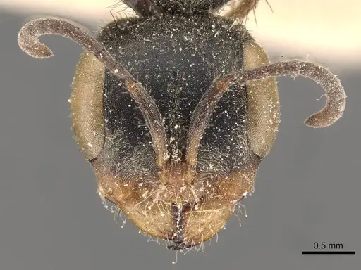 Pseudomyrmex pupa specimen CASENT0907481 image casent0907481_2