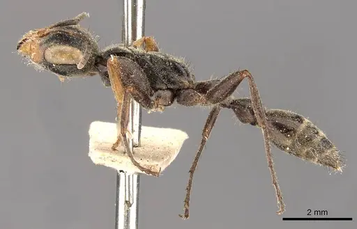 Pseudomyrmex pupa specimen CASENT0907481 image casent0907481_3