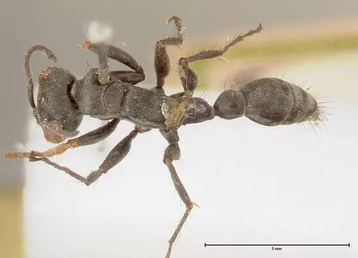 Pseudomyrmex pupa specimen FOCOL0526 image focol0526_1