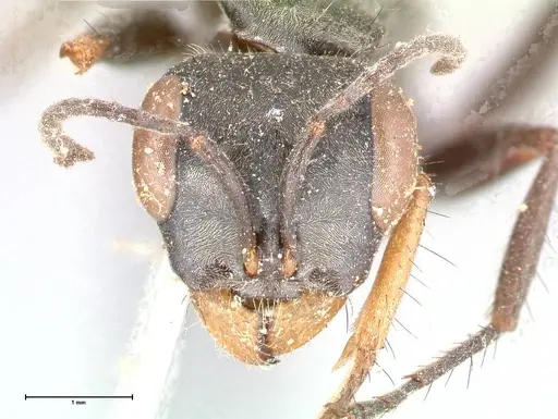 Pseudomyrmex pupa specimen FOCOL0526 image focol0526_2