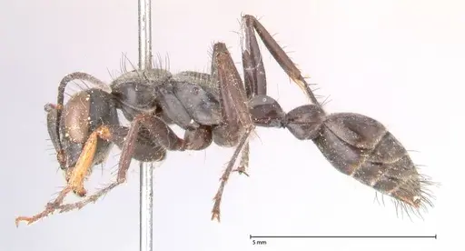 Pseudomyrmex pupa specimen FOCOL0526 image focol0526_3