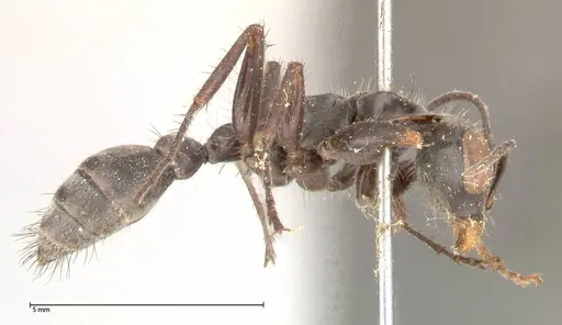 Pseudomyrmex pupa specimen FOCOL0526 image focol0526_4