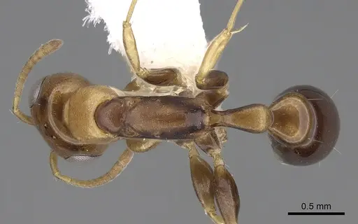 Pseudomyrmex rochai specimen CASENT0281898 image casent0281898_1