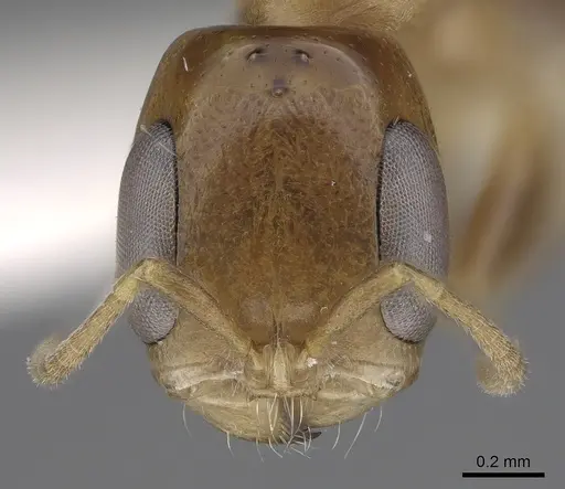 Pseudomyrmex rochai specimen CASENT0281898 image casent0281898_2