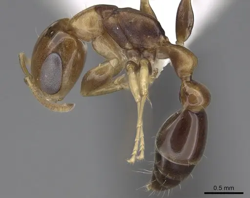 Pseudomyrmex rochai specimen CASENT0281898 image casent0281898_3