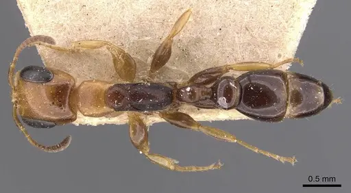 Pseudomyrmex rochai specimen CASENT0907553 image casent0907553_1