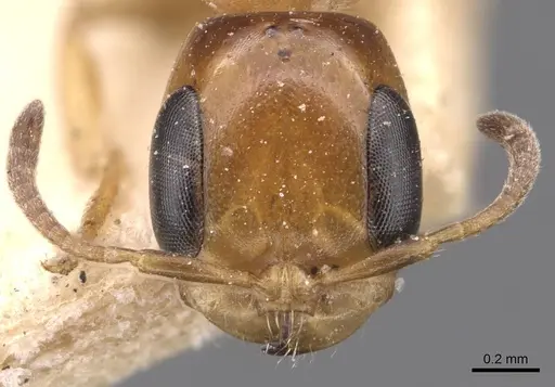 Pseudomyrmex rochai specimen CASENT0907553 image casent0907553_2