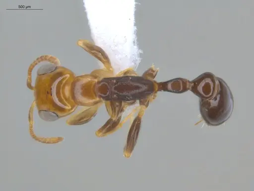 Pseudomyrmex rochai specimen ECOFOG-MI15-0433-35 image ecofog-mi15-0433-35_1
