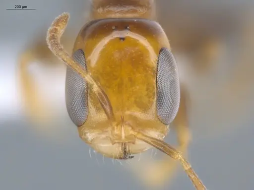 Pseudomyrmex rochai specimen ECOFOG-MI15-0433-35 image ecofog-mi15-0433-35_2