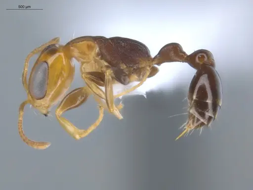 Pseudomyrmex rochai specimen ECOFOG-MI15-0433-35 image ecofog-mi15-0433-35_3