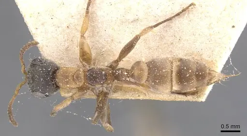 Pseudomyrmex rubiginosus specimen CASENT0915517 image casent0915517_1