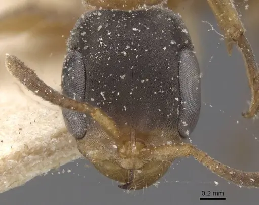 Pseudomyrmex rubiginosus specimen CASENT0915517 image casent0915517_2