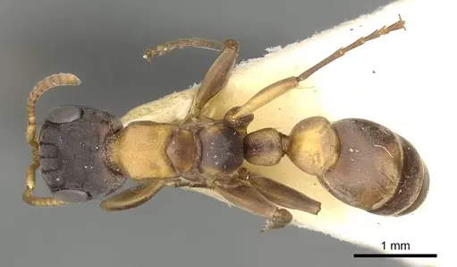 Pseudomyrmex rubiginosus specimen CASENT0915847 image casent0915847_1