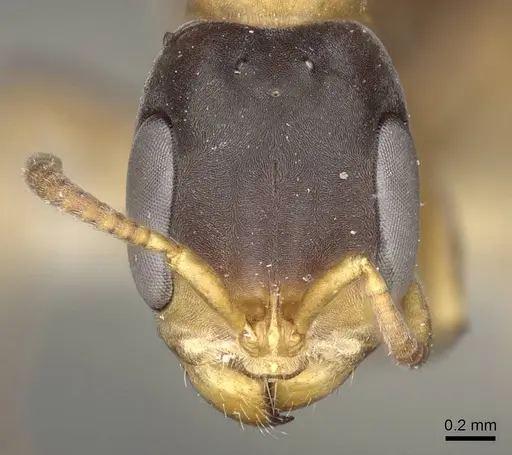 Pseudomyrmex rubiginosus specimen CASENT0915847 image casent0915847_2