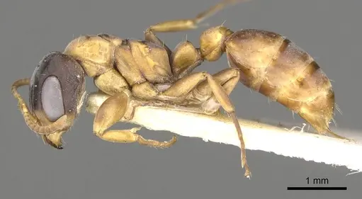 Pseudomyrmex rubiginosus specimen CASENT0915847 image casent0915847_3