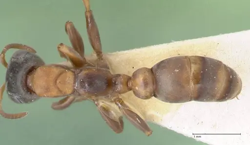 Pseudomyrmex rubiginosus specimen FOCOL1187 image focol1187_1