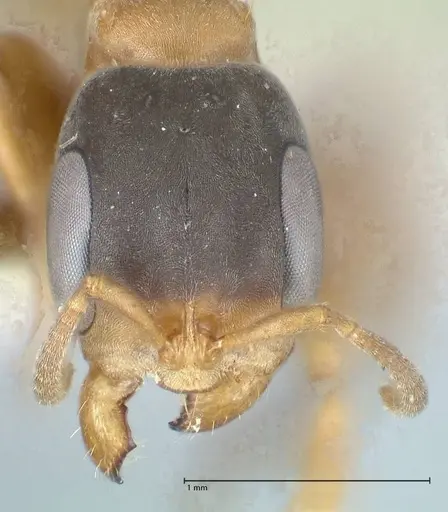 Pseudomyrmex rubiginosus specimen FOCOL1187 image focol1187_2