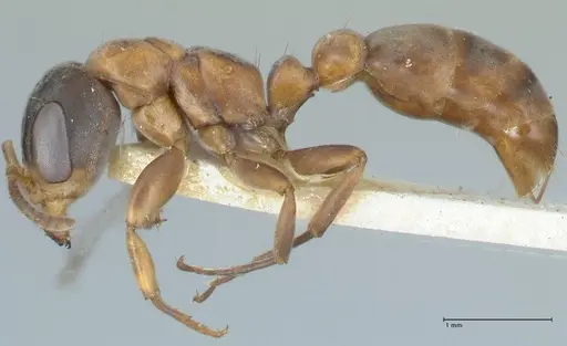 Pseudomyrmex rubiginosus specimen FOCOL1187 image focol1187_3