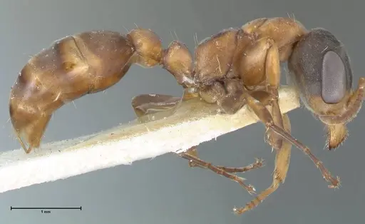 Pseudomyrmex rubiginosus specimen FOCOL1187 image focol1187_4