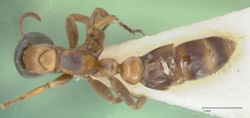 Pseudomyrmex rubiginosus specimen FOCOL1188 image focol1188_1