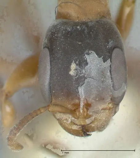 Pseudomyrmex rubiginosus specimen FOCOL1188 image focol1188_2