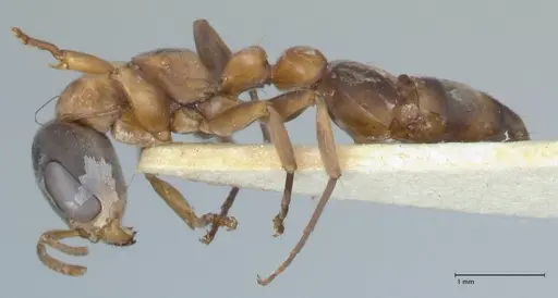 Pseudomyrmex rubiginosus specimen FOCOL1188 image focol1188_3