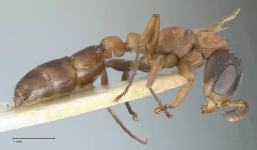 Pseudomyrmex rubiginosus specimen FOCOL1188 image focol1188_4