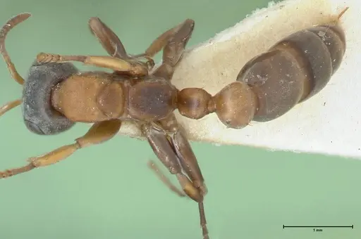 Pseudomyrmex rubiginosus specimen FOCOL1189 image focol1189_1