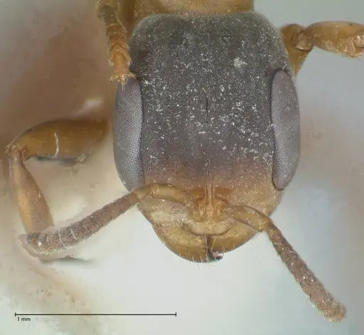 Pseudomyrmex rubiginosus specimen FOCOL1189 image focol1189_2