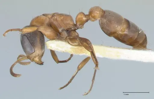 Pseudomyrmex rubiginosus specimen FOCOL1189 image focol1189_3