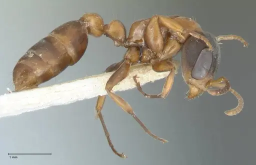 Pseudomyrmex rubiginosus specimen FOCOL1189 image focol1189_4