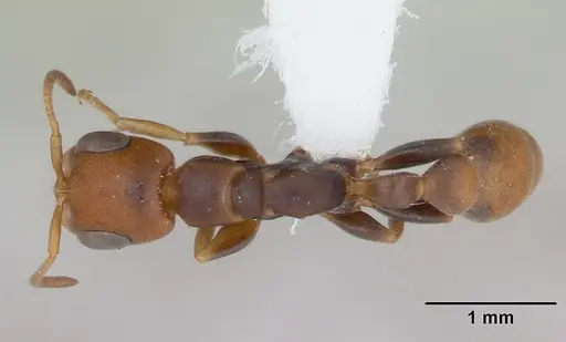 Pseudomyrmex rufiventris specimen CASENT0173769 image casent0173769_1