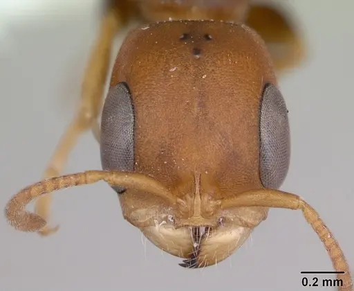 Pseudomyrmex rufiventris specimen CASENT0173769 image casent0173769_2