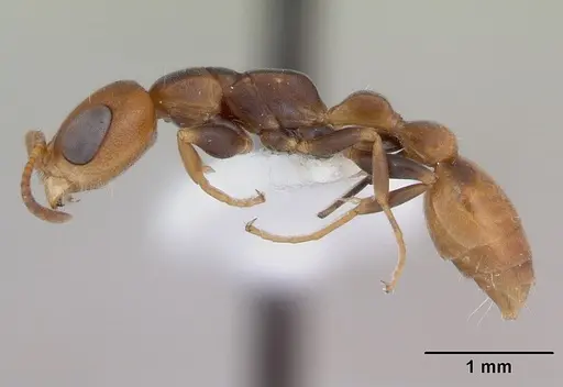 Pseudomyrmex rufiventris specimen CASENT0173769 image casent0173769_3